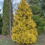 Cyprusovec leylandský (Cupressocyparis leylandii) ´CASTLEWELLAN GOLD´ - výška 110-130 cm, kont. C3L 